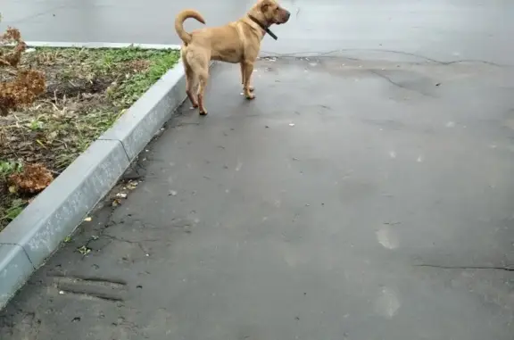 Собака Шарпей или метис ищет хозяев в Новоклёмово, Московская область