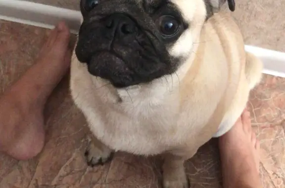 Собаки потеряшки, Алешково, фото: Потеряшка собака Мальчик, мопс, беж. окраса, Новая ул. 30, Алешково