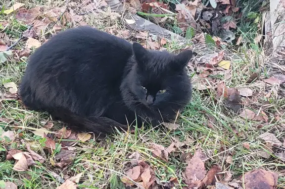 Найдена черная кошка около станции Новодачная