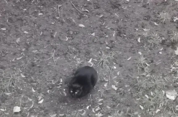 Найден чистый чёрный кот, ул. Пестеля 8В, Москва