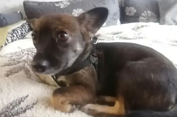 Собачка в шлейке найдена у машины в Набережных Челнах
