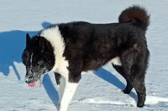 Пропала собака Кабель, чёрный с белыми отметинами. Потеряна в лесу, Рабитицкое сельское поселение, Ленинградская область.