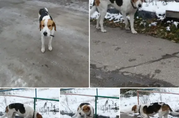 Собака Рыжий с белым, Карла Маркса 89, Краснокамск