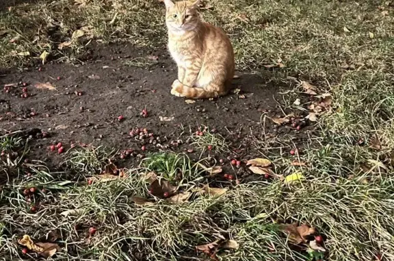 Найдена кошка Котик, ухоженный, ул. Большая Якиманка, Москва