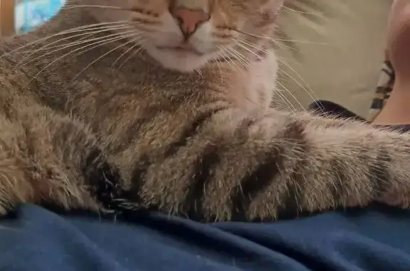 Кошки потеряшки, Санкт-Петербург, фото: Потеряшка кошка, ул. Шотмана 18, СПб