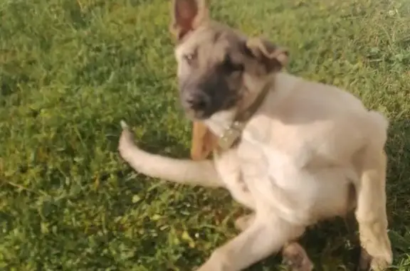 Найдена собака Девочка в Село Некрасово, Калужская область