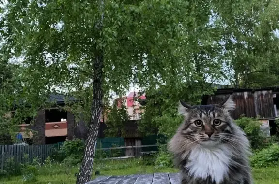 Пропала кошка в Лесном Городке, Одинцовский район