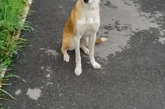 Собаки потеряшки, Санкт-Петербург, фото: Потеряшка собака: бело-рыжий окрас, Парковая ул., Петергоф