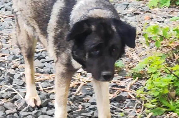 Собака найдена на ул. Маршала Жукова, Оренбург