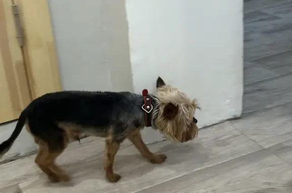 Собака Йорк найдена на Измайловском проспекте, Москва