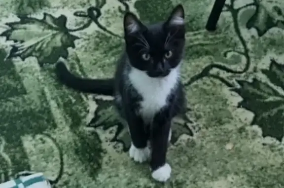 Пропал котенок, окрас чёрно-белый, 2-й Октябрьский переулок 31 октября