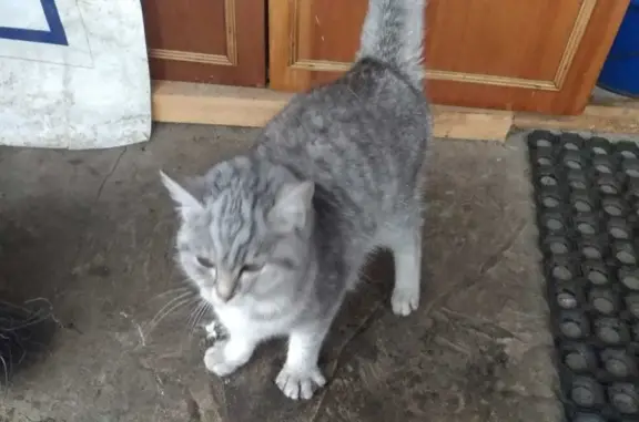 Найдена кошка с розовым ошейником в Гумнах, Мордовия