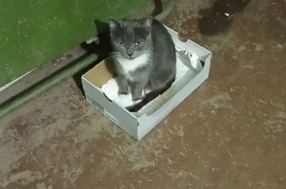 Кошка найдена на Сусанинской пл., Кострома