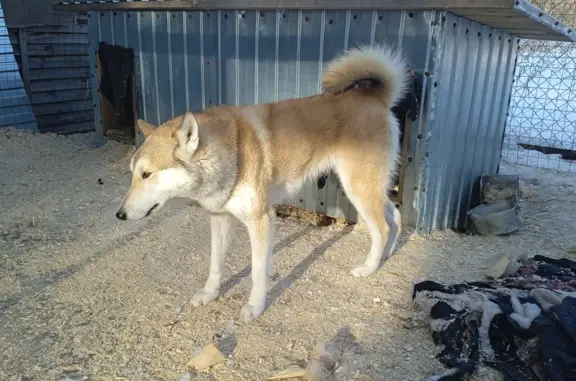 Пропала собака Лайка в Рыбинске, Юбилейный
