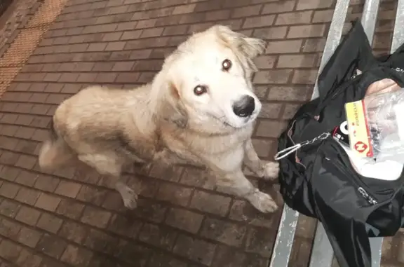 Найдена собака Бежевая девочка на ж/д вокзале Пушкино