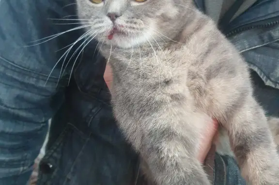 Найдена кошка возле магазина Надежда, ул. Свободы, 72, Урюпинск