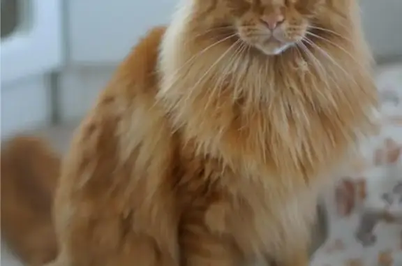 Кошки потеряшки, Санкт-Петербург, фото: Потеряшка кошка Мейн-кун на пр. Славы, СПб