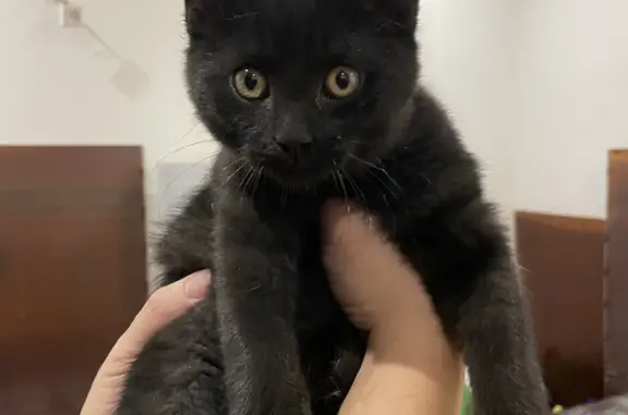 Найден черный котенок в ДНП «Березовая роща», Песочное шоссе