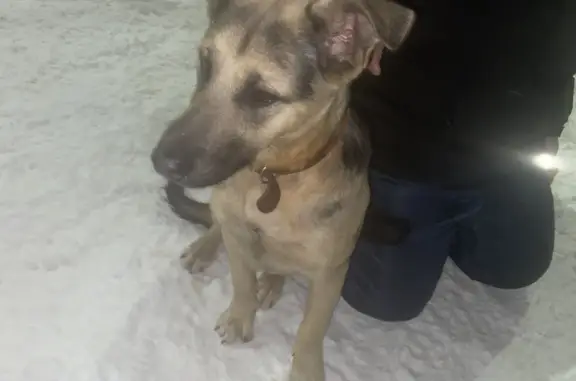 Найдена собака, Челябинск