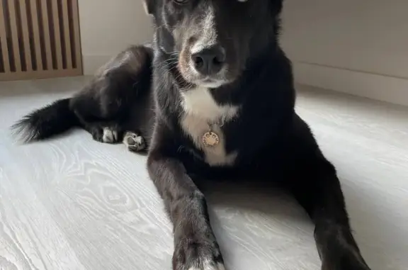 Собаки потеряшки, Москва, фото: Потеряшка собака в ЗАО Раменки, ул. Лобачевского, 138