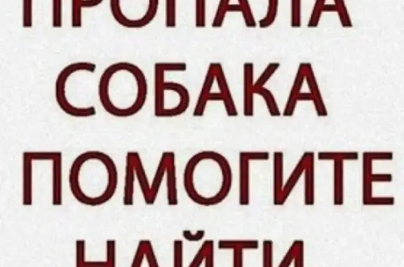 Собаки потеряшки, Таганрог, фото: Потеряшка собака породы Джек Рассел, адрес: Мариупольское шоссе 73