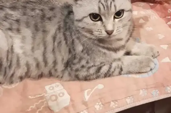 Кошка найдена на ул. Дзержинского, Поликлиника (Усть-Абакан)