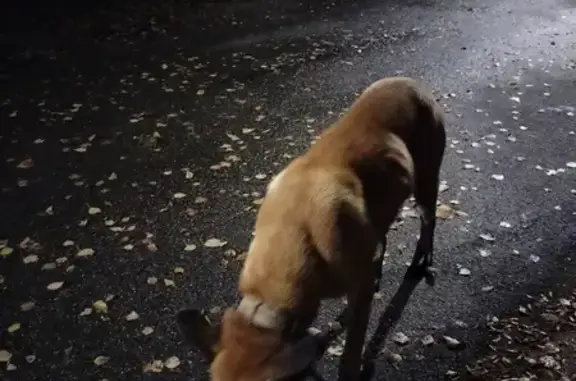 Найдена собака, Санкт-Петербург, фото: Найдена собака на Таллинском шоссе, Лигово