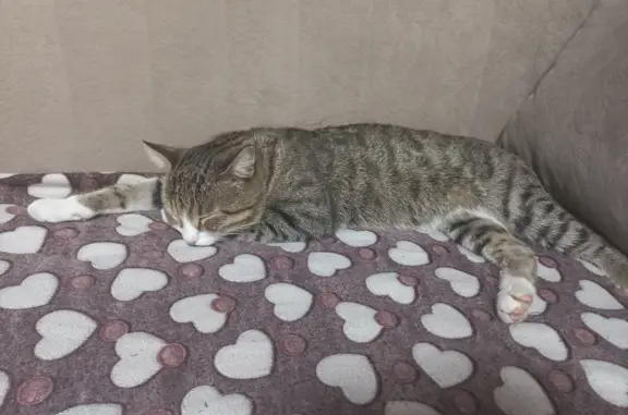 Пропала кошка в ТЦ Европа, Барнаул