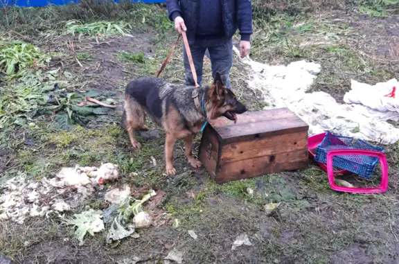 Собака овчарка найдена в Бегуницах