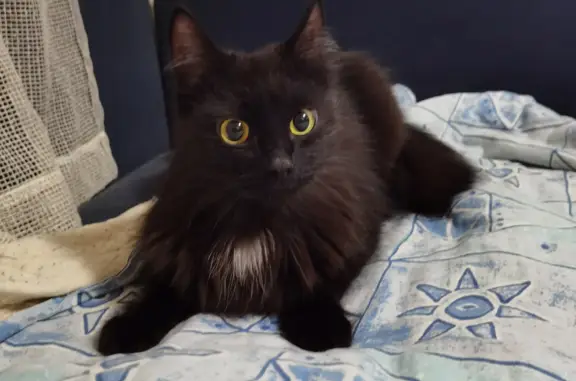 Найдена кошка, Москва, фото: Найдена домашняя кошка, ищем хозяев.