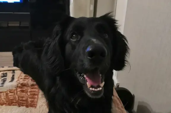 Найдена собака, Нижний Новгород, фото: Найден кобель помесь спаниель, ул. Премудрова, 8, Нижний Новгород