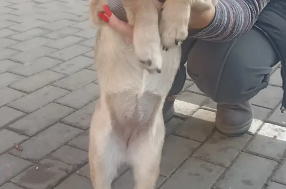 Собака найдена: ул. Евгении Жигуленко, 5 к2, Краснодар
