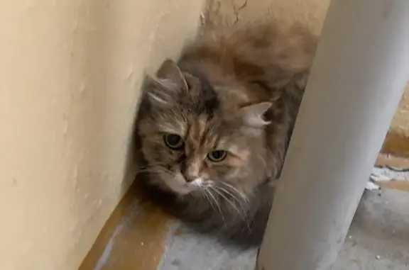 Найдена кошка в Перми, ул. Льва Шатрова, 35