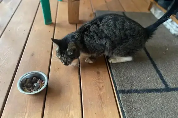 Найдена кошка, Тишково, фото: Потерянная кошка Кот, серый полосатый, 46Н-09027, Тишково