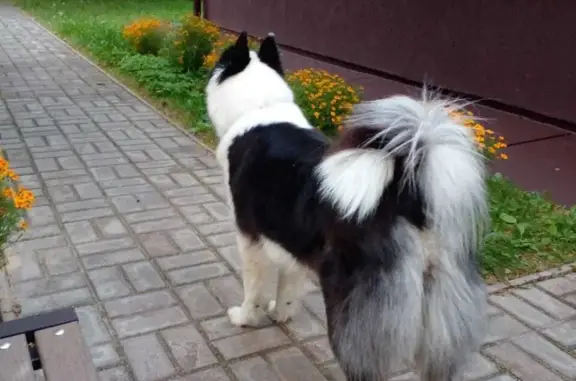 Пропала собака Лайка в Рузском районе, Московская область