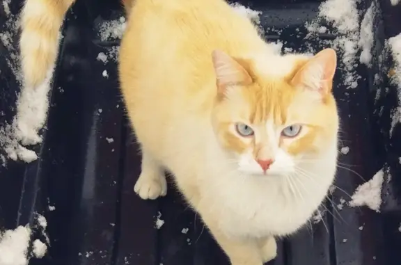 Пропала бело-рыжая кошка в Омске, 3 года