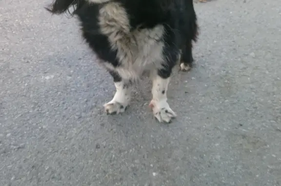 Найдена собака в Октябрьском районе, нужен хозяин