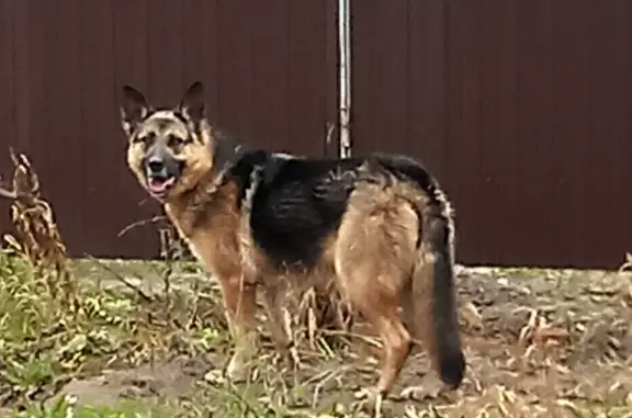 Объявления о пропавших и найденных животных, Московская область, фото: Собака найдена в Павловском Посаде
