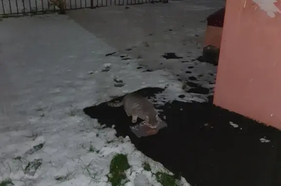 Найден кот на Московском проспекте, помесь с породой, серый, дезориентирован