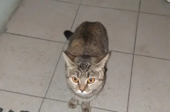 Найдена кошка на ул. Чапаева, 87, Пенза