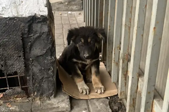 Найдена собака: Щенок у Метро Шоссе Энтузиастов