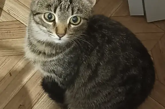 Найдена молодая кошка на Трубецкой
