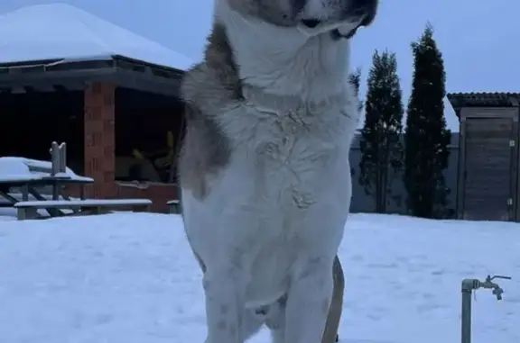 Пропала собака Кобель манинуа-лайка в Московской области