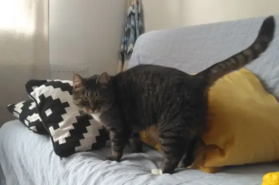 Кошки потеряшки, Санкт-Петербург, фото: Потеряшка кот на Дивеевской, Петергоф