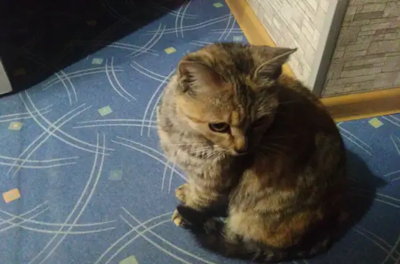 Найдена кошка на ул. Чехова, Белогорск