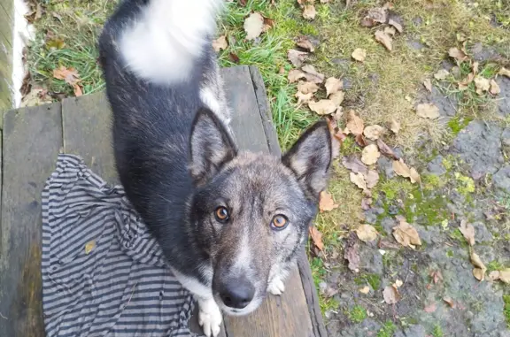Найдена собака: Кабель, серый окрас, Трубецкая ул., Москва
