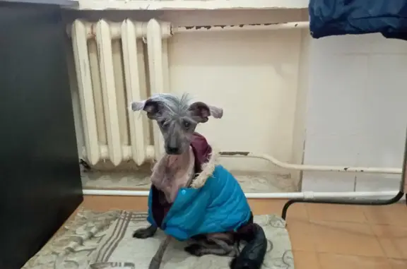 Собака Китайская хохлатая найдена на Санаторной улице