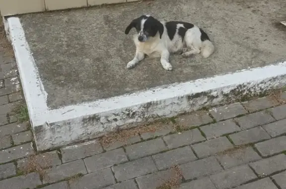 Найдена собака в районе Ахштыря, прибилась к конному центру МЧС