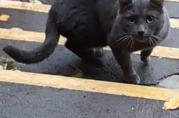Найдена кошка Москва, ЗАО Можайское шоссе, ищет хозяев