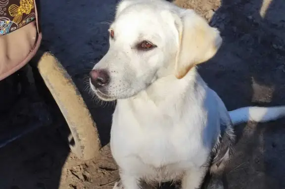 Пропала собака Лабрадор, Центральная улица, Тальменка